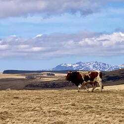 Stolzer Stier posiert vor dem Puy Sancy