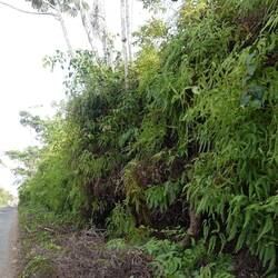 Der an dem Felsen empor wachsende Farn sieht toll aus!