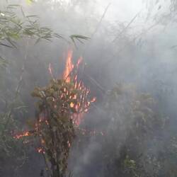 Das würde ich jetzt schon als Waldbrand bezeichnen