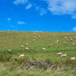 Who doesn't smile seeing tons of 'woolies' just grazing their day away?