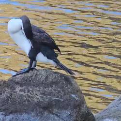 Cormoran Variable avec le vent qui change le sens des vagues crépusculaire passant du bleu à l'or