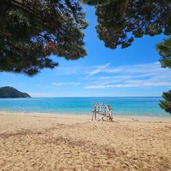 A Moutton Cove pour le déjeuner sous des Pins Blancs centenaires !