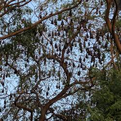 Flying foxes!