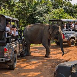 An unhappy 🐘☹️