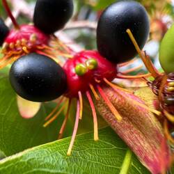 Wie heisst diese Pflanze?