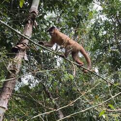 Ein Kapuzineräffchen turnt über uns