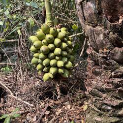 Eine interessant aussehende Frucht, die bei uns vermutlich nicht wächst