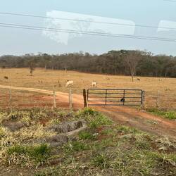 Was steht da im Feld und futtert Ameisen?