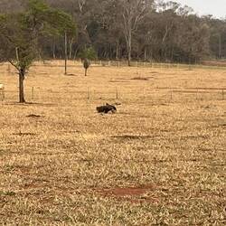Wow, ein Ameisenbär! (leider ziemlich unscharf)