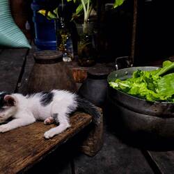 Eines der 5 Katzenbabies schläft in der Küche meiner Unterkunft.