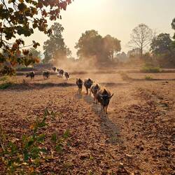Büffel wollen heim.