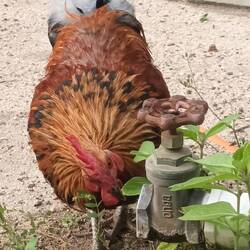 Cockerell drinking from dripping tap