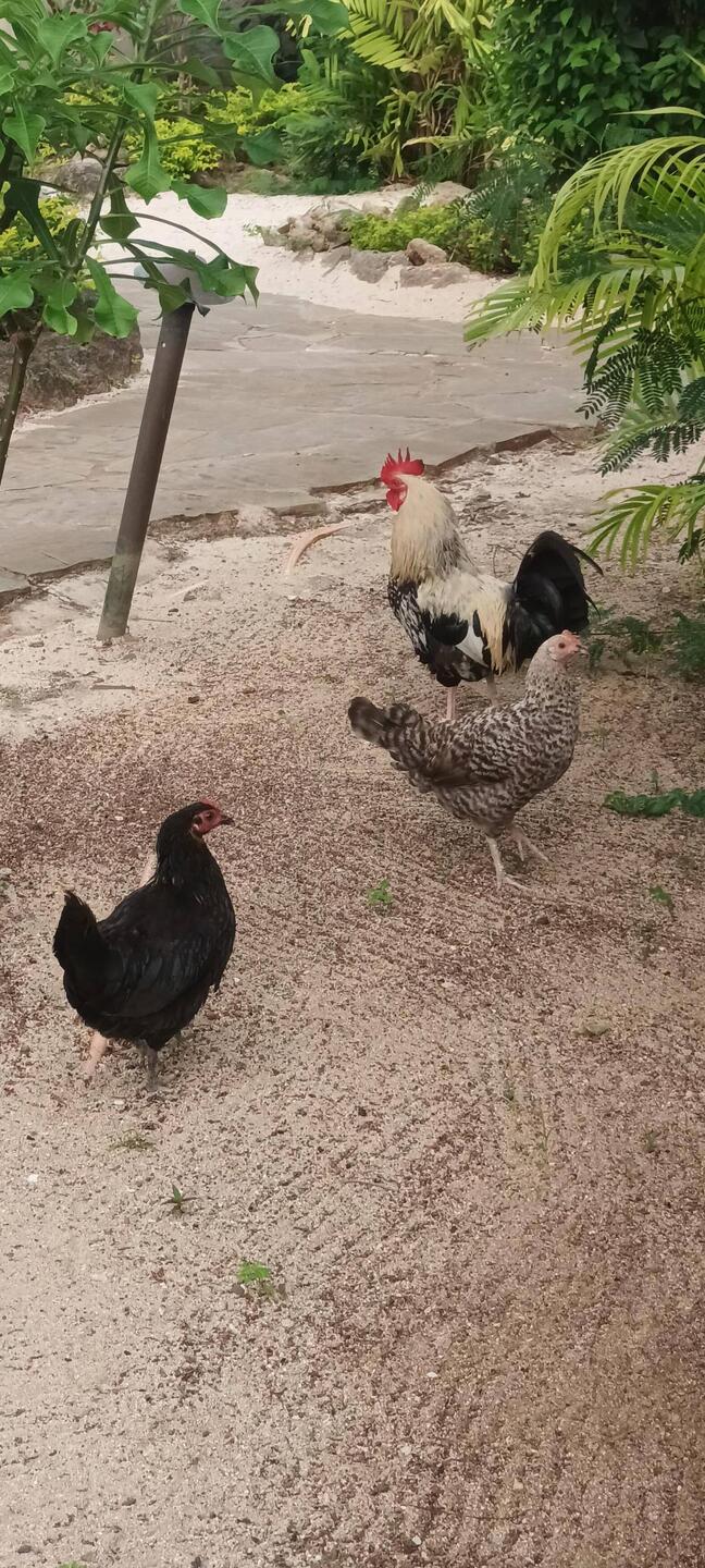 Resident 🐔