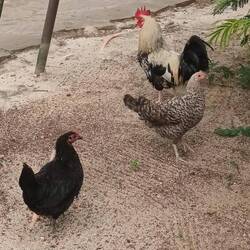 Resident 🐔