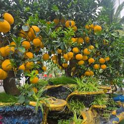 Pomelo (like grapefruit)