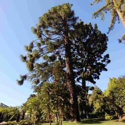 propagates by male cones in upper part dropping onto female cones below
