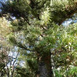 This is the hardest wood completly imervious to water or animals