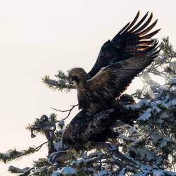 Steinadlerpärchen.......