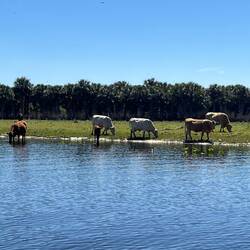 Several cow pastures along the south part of the St. John's River.