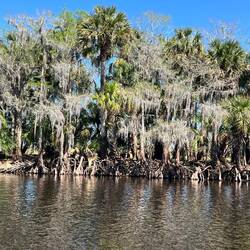 Just a veiw of the trees along the shore.