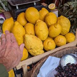 Largest lemons I've ever seen