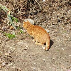 Howdie liebt seine Morgenausflüge