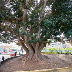 Jardin de Floridablanca