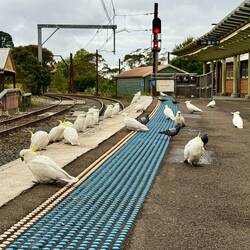 Our shocking view at the station, cockatoos everywhere!
