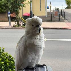 A cockatoo! We thought they were cute at first...