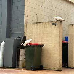 But then we noticed the cockatoos were a bit mischievous- this one is going through someone's trash