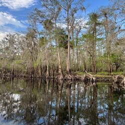 Cypress trees at the mouth of Deep Creek.