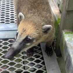Sehr sehr süße 👃🐻 en. (Leider) durch den touristischen (Futter) Einfluss komplett ohne Scheu.