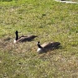 Lots of pretty geese!