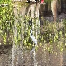 Wildlife at the marina
