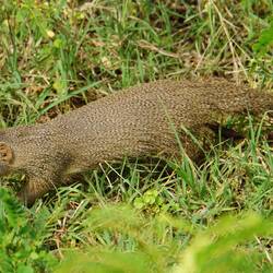 Indian brown mongoose