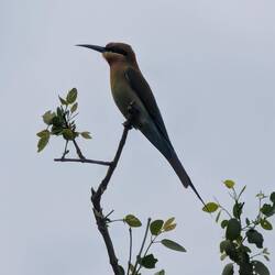 Blue tailed bee eater