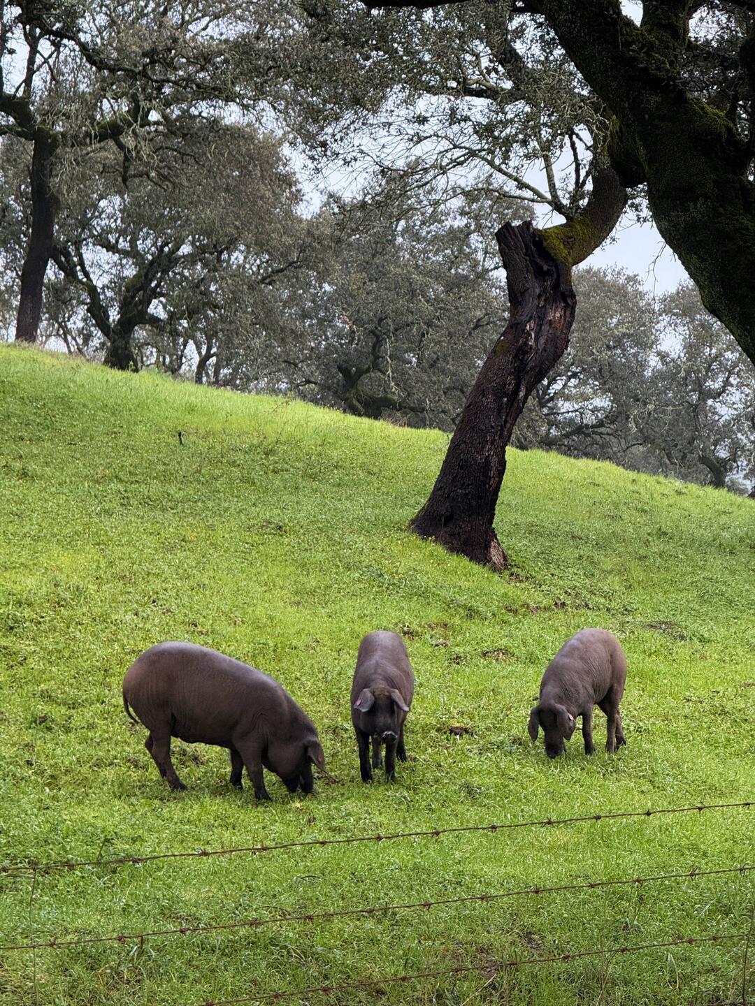 Iberian pigs grazing