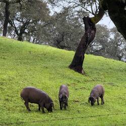 Iberian pigs grazing