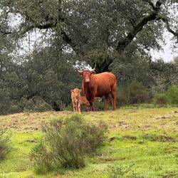Cow and calf grazing. Many fall calves