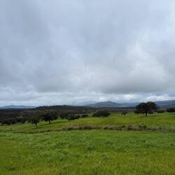 Typical pig grazing area