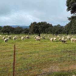 Grazing sheep