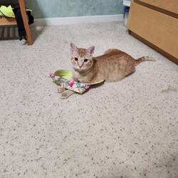 Augie thinks he can stop us leaving by sitting on the hat