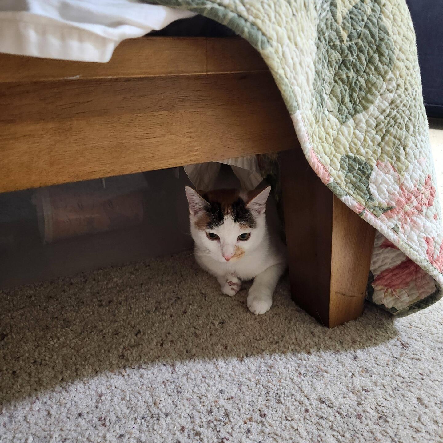 Make good choices, Bella