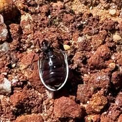 Wer ist grösser Ameise oder toter Käfer