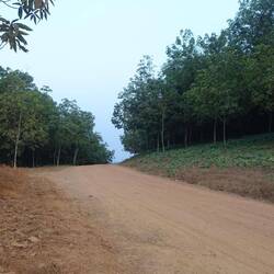 Auf den Firestone-Plantagen werden Gummibäume angebaut, aus dem nach dem Export u. a. Reifen werden