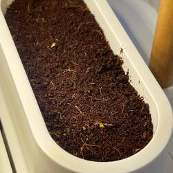 5. Tag 1. TriebeCrispy Salat