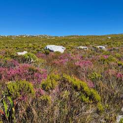 Die Erika fängt an zu blühen!