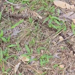 Eine Ameisenstraße. Die kam direkt aus unserer Hütte