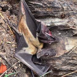 Auf dem Rückweg hing dann plötzlich diese Fledermaus am Felsen. Leider mit gebrochenem Flügel...