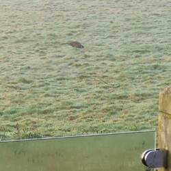 A pheasant or grouse was hopping and pecking for breakfast.